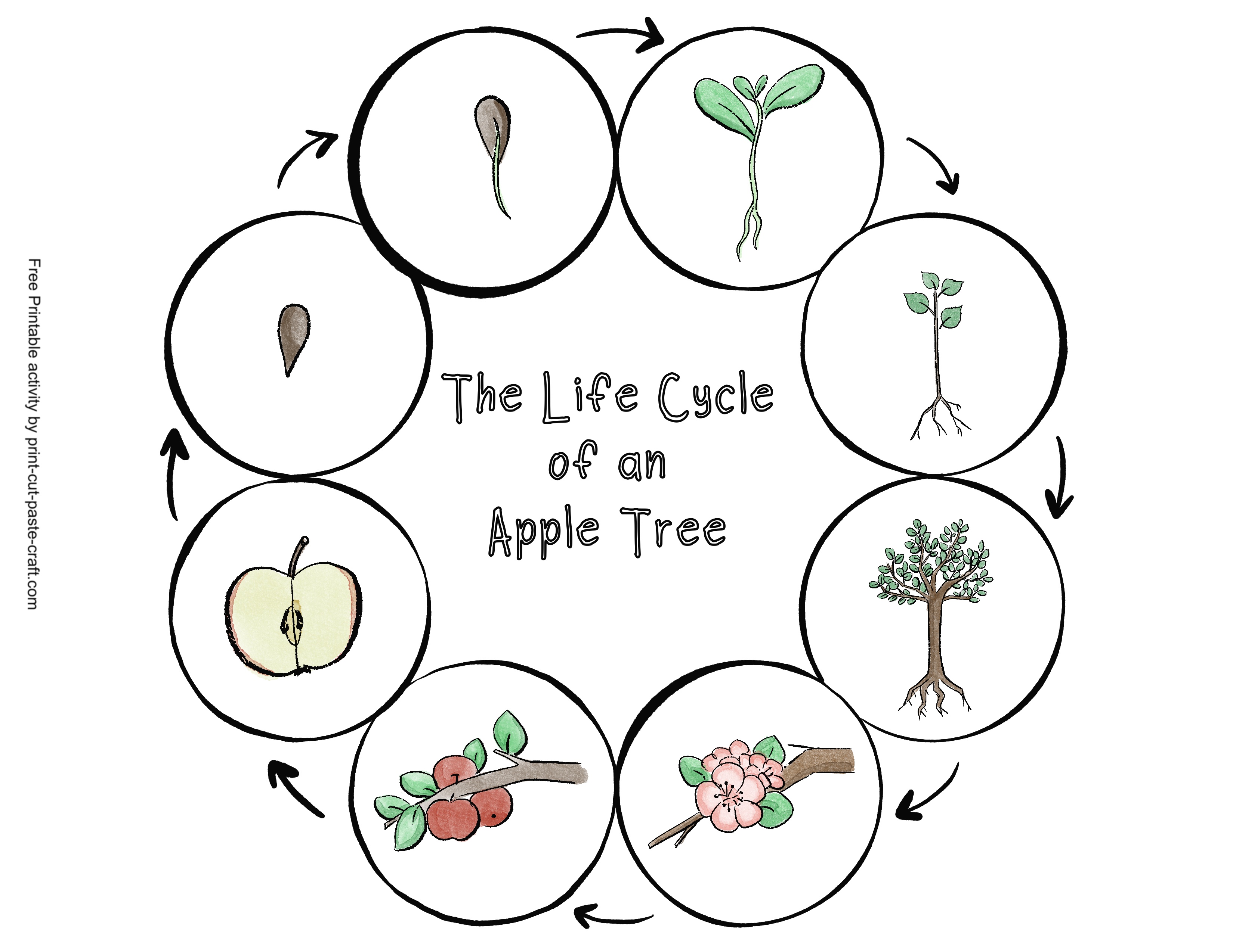 Apple Tree Life Cycle Free Printable Learning Activity